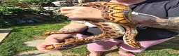 Boa Snake reptiles for sale: 12 year old Brazilian rainbow boa - Advert 2
