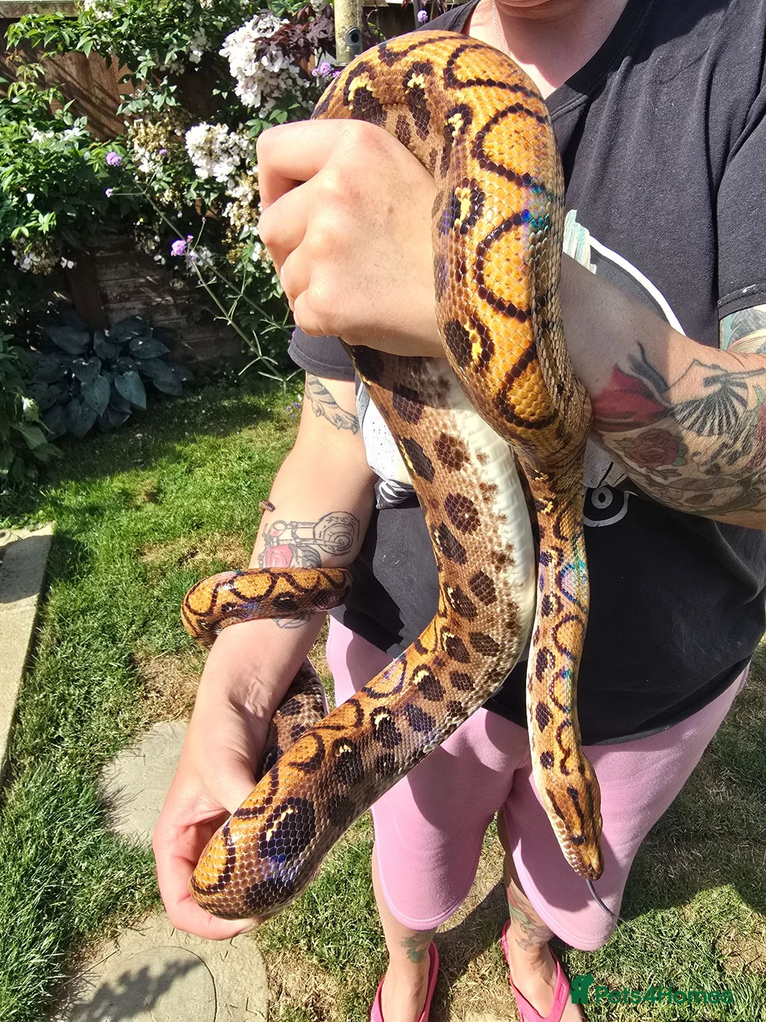 Boa Snake reptiles for sale: 12 year old Brazilian rainbow boa - Advert 2