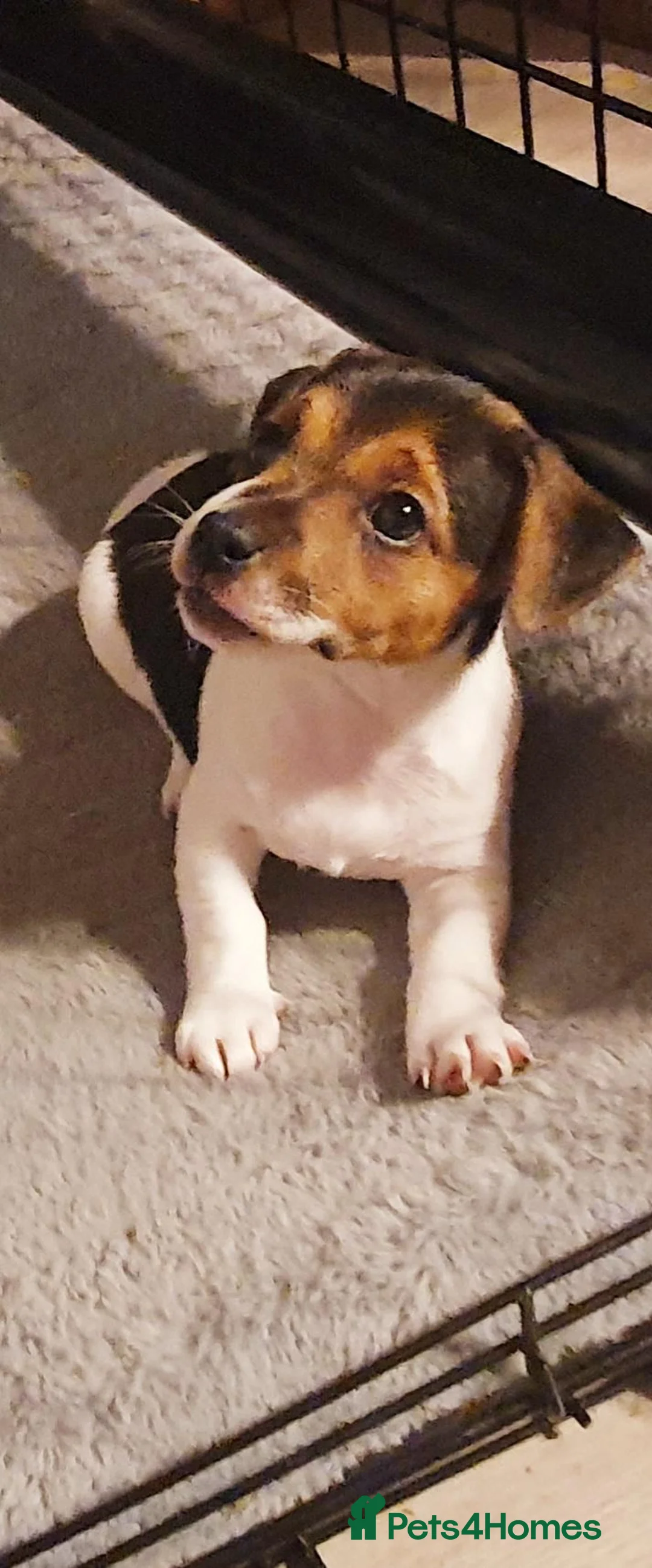 Jack Russell dogs for stud: FOR STUD ONLY - Advert 9