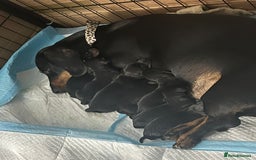 Dachshund dogs for stud: Kc registered standard smooth stud  in Newton Abbot - Image 12
