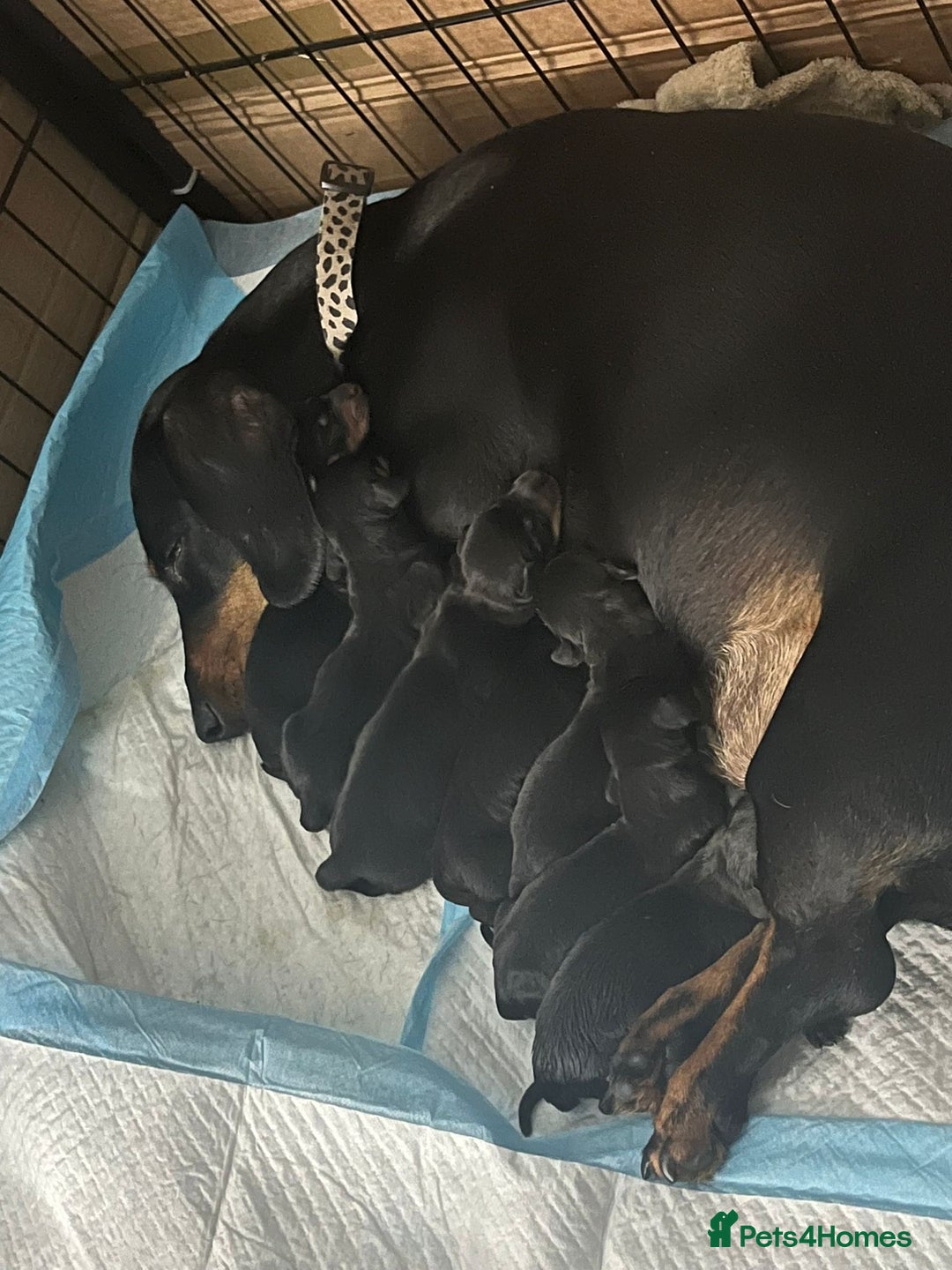 Dachshund dogs for stud: Kc registered standard smooth stud  in Newton Abbot - Image 12
