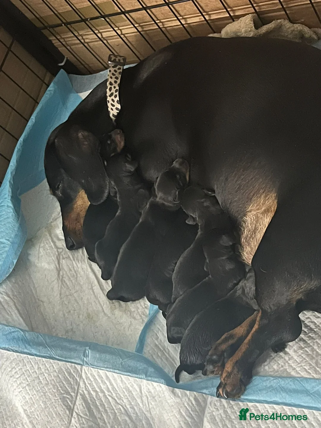 Dachshund dogs for stud: Kc registered standard smooth  in Newton Abbot - Advert 12