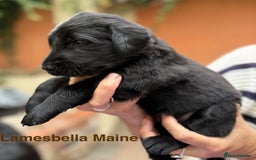 Flat coated Retriever dogs for sale: KC Registered puppies from outstanding parents. - Image 16