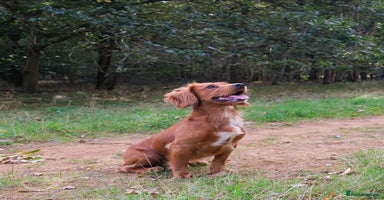 Cocker Spaniel dogs in Bury Saint Edmunds - Advert 1