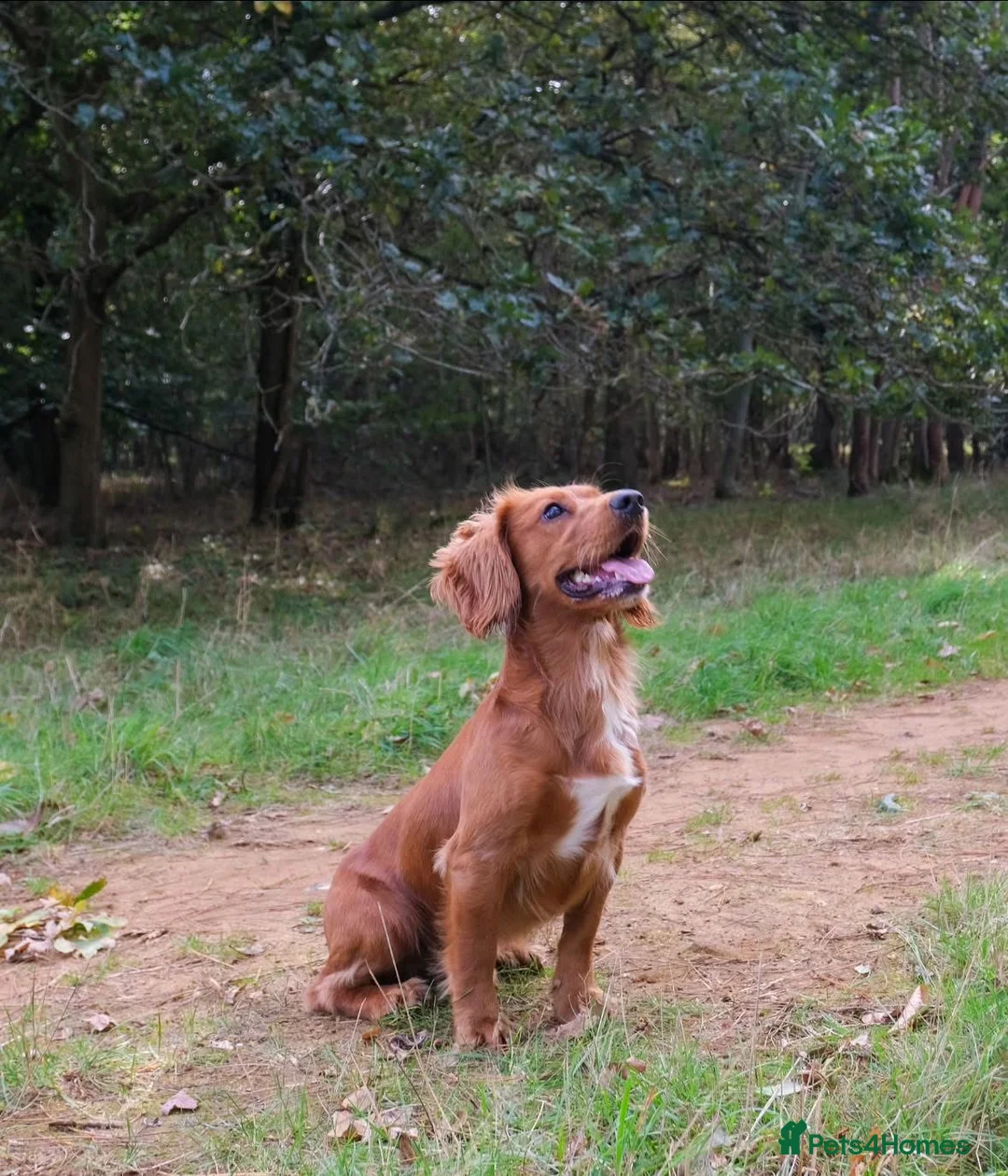 Cocker Spaniel dogs for stud: Gunner, KC Registered, Fully Health Tested WCS in Bury Saint Edmunds - Advert 2