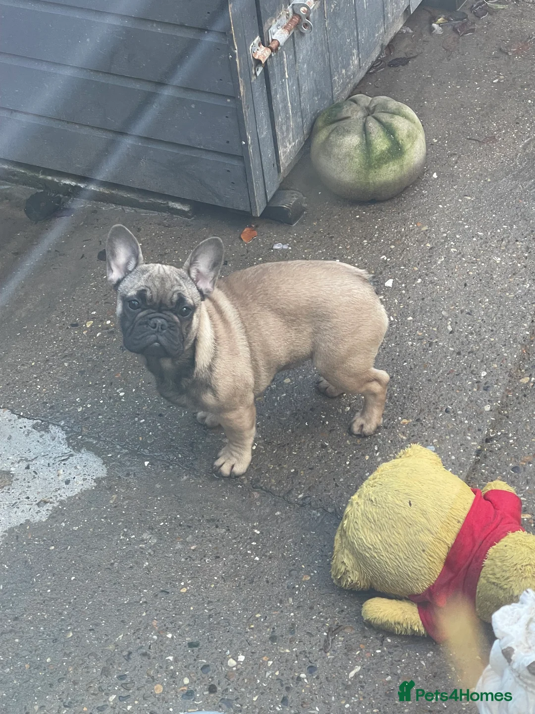 French Bulldog dogs for sale: French bulldog girls for sale  - Advert 4