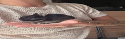 Netherland Dwarf rabbits for sale: Netherland dwarf bunnies - Advert 7