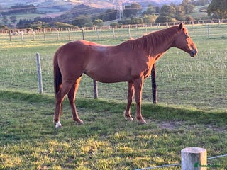 Other Breed horses - Advert 4