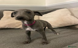 Whippet dogs for sale: ⭐️ Beautifully bred whippet pups ⭐️ - Image 8