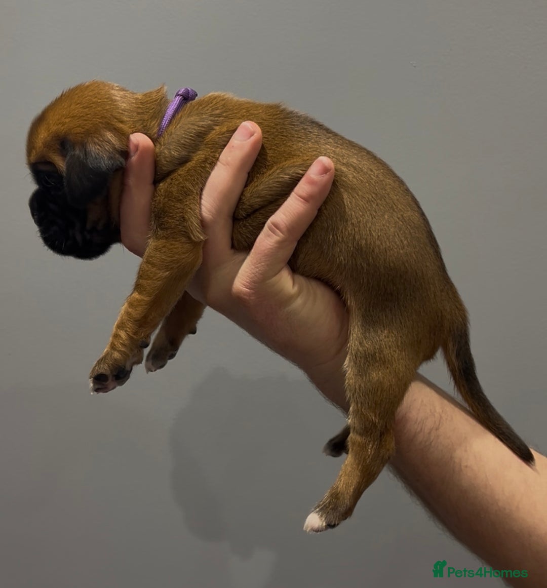 Boxer dogs for sale: 9 Beautiful Boxer Puppies - Pet Only  - Advert 36