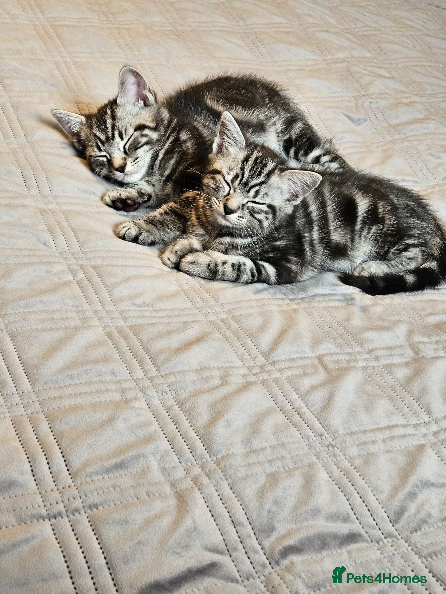 British Shorthair cats British Shorthair - Advert 2