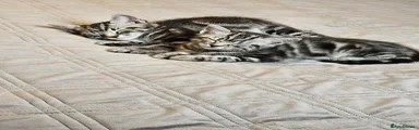 British Shorthair 2