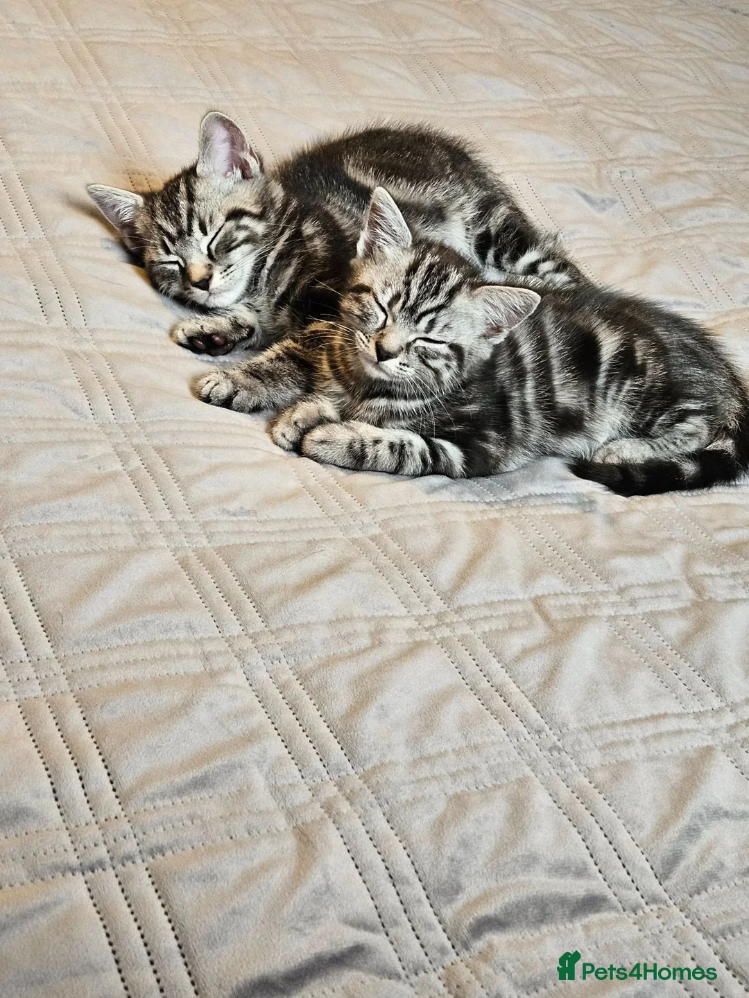 British Shorthair cats for sale: British Shorthair - Advert 2