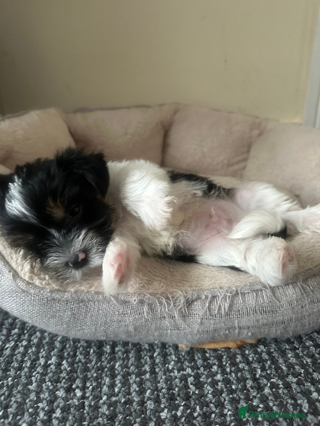 Yorkshire Terrier dogs for sale: Puppy Yorkshire terrier  - Image 1