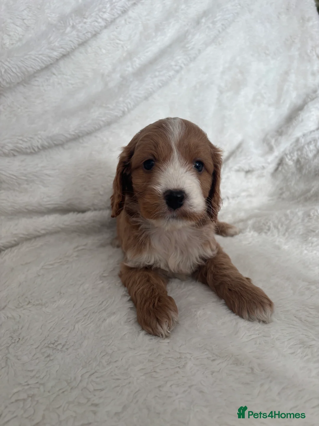 Cockapoo dogs for sale: 🐶🐶 Cockerpoo Puppies 🐶🐶 - Advert 8