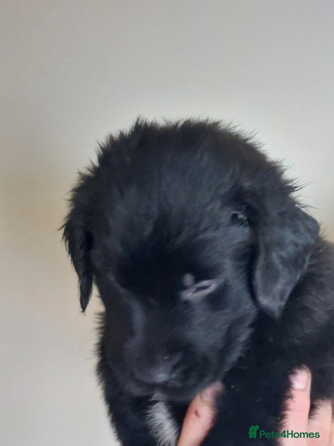 Flat coated Retriever dogs for sale: Flatcoated retriever puppies  - Image 15