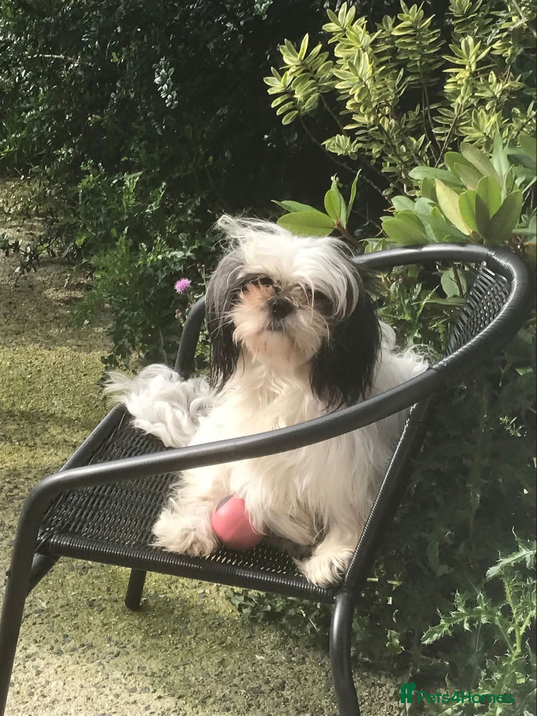 Shih Tzu dogs for sale: Shih tzu puppies for sale - Advert 5
