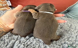 Miniature Dachshund dogs for sale: Long haired mini dachshund pups  - Image 14