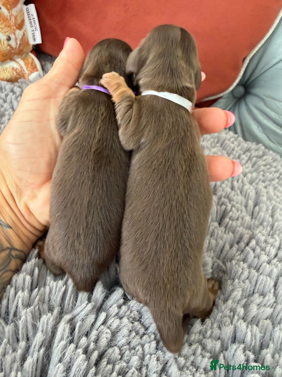 Miniature Dachshund dogs for sale: Long haired mini dachshund pups  - Image 14