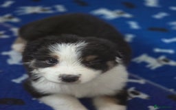 Australian Shepherd dogs for sale: Kc reg austraian shepards  - Image 2