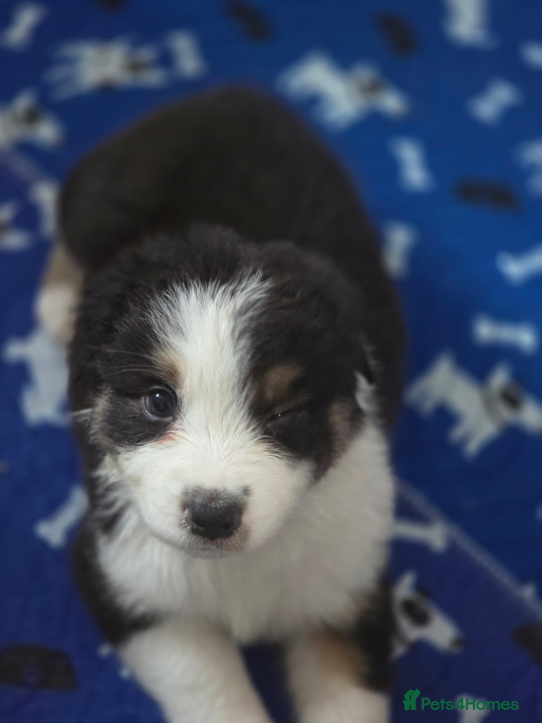 Australian Shepherd dogs for sale: Kc reg austraian shepards  - Image 2