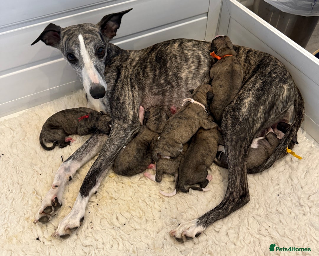 Whippet dogs for sale: Whippets  - Advert 2