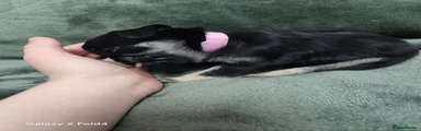 lady pink