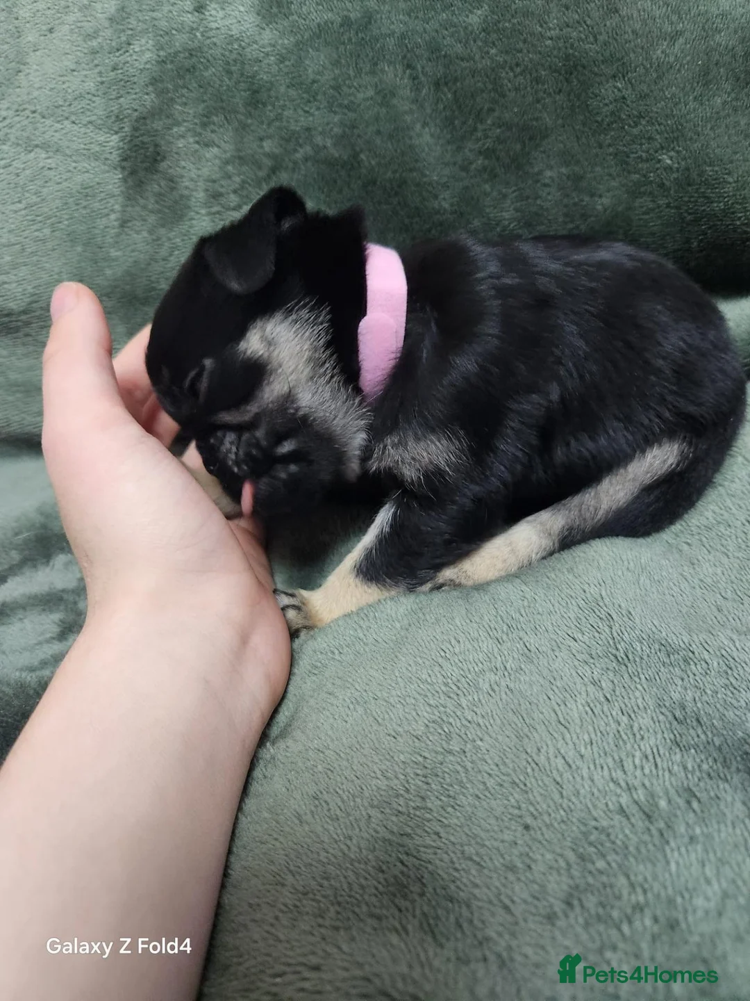 Pug dogs for sale: adorable pug puppies  in Bradford - Advert 16