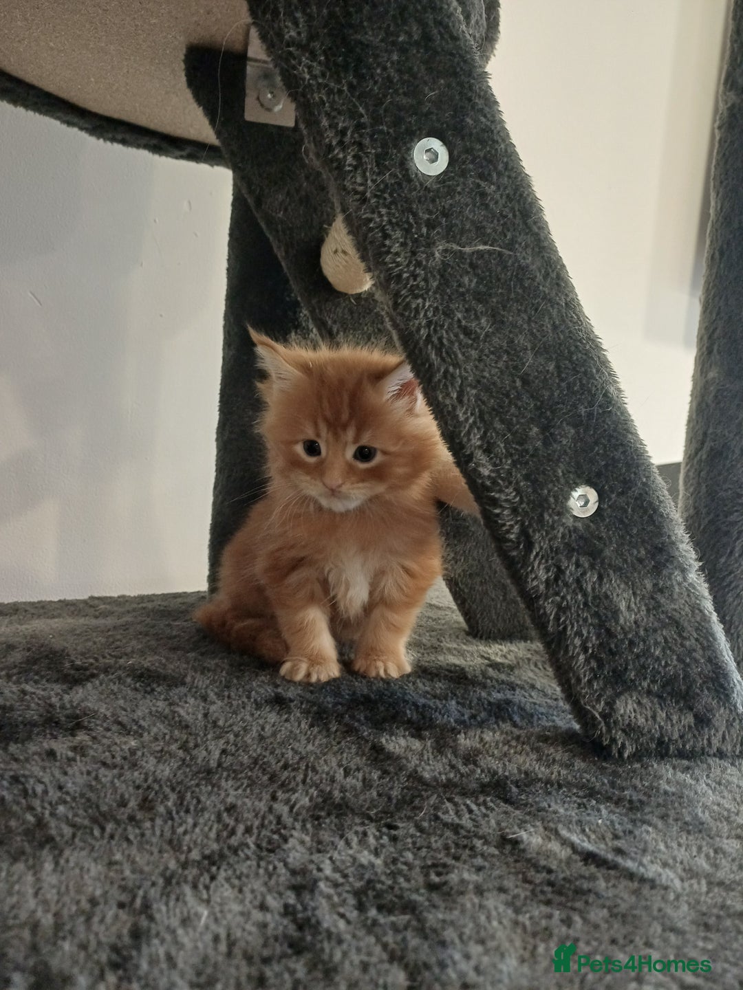 Maine Coon cats for sale: Maine Coon Kittens  - Advert 11