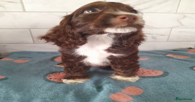 Cocker Spaniel dogs - Advert 8