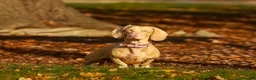 Miniature Dachshund dogs for stud: WOW MEET BACON  - Advert 5