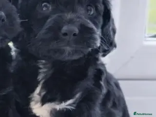 Cavapoo dogs Little teddy bears ready for new homes 🧸 🧸❤️❤️❤️ - Advert 3