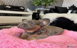 French Bulldog dogs for sale: Fluffy Female Frenchies  - Image 2