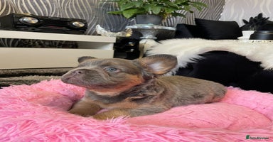 French Bulldog dogs - Advert 7