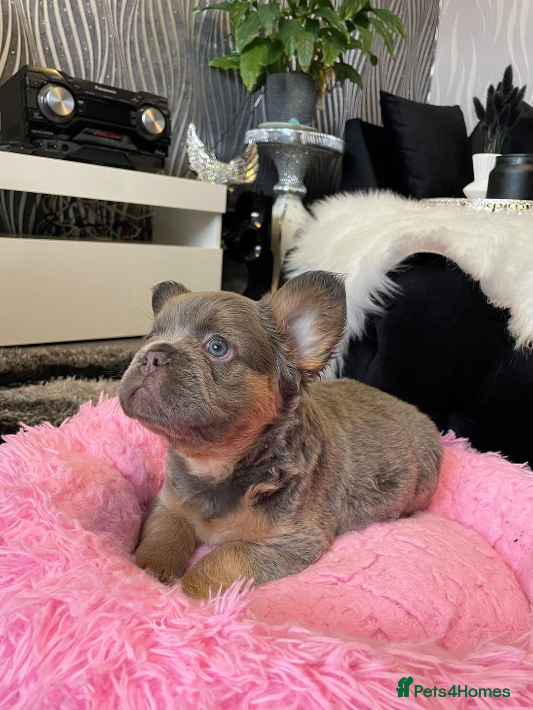 French Bulldog dogs for sale: Fluffy Female Frenchies  - Image 2