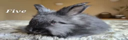 Angora rabbits for sale: Quality Angora Rabbits  - Advert 10