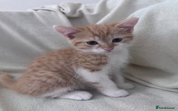 Mixed Breed cats for sale: Cute kittens looking for nice home  - Image 11