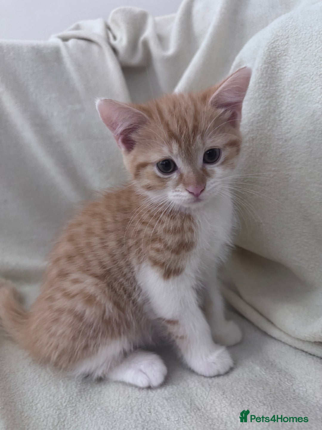Mixed Breed cats for sale: Cute kittens looking for nice home  - Image 11