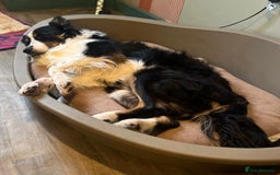 Border Collie dogs for sale: Bam & Flo - Image 4