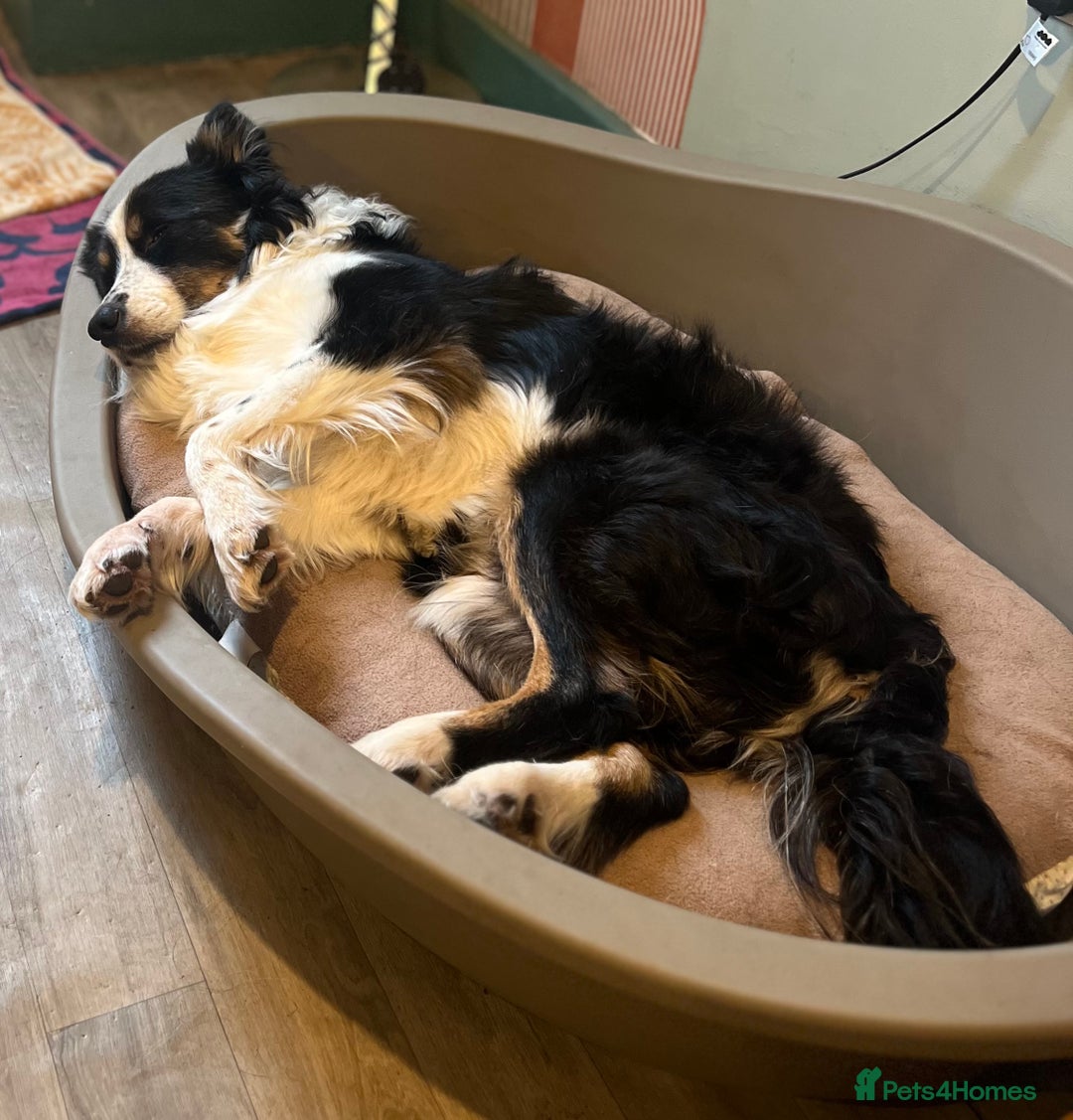 Border Collie dogs for sale: Bam & Flo - Image 4
