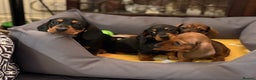 Miniature Dachshund dogs for sale: Vanitonia Miniature Smooth Dachshunds   - Advert 18