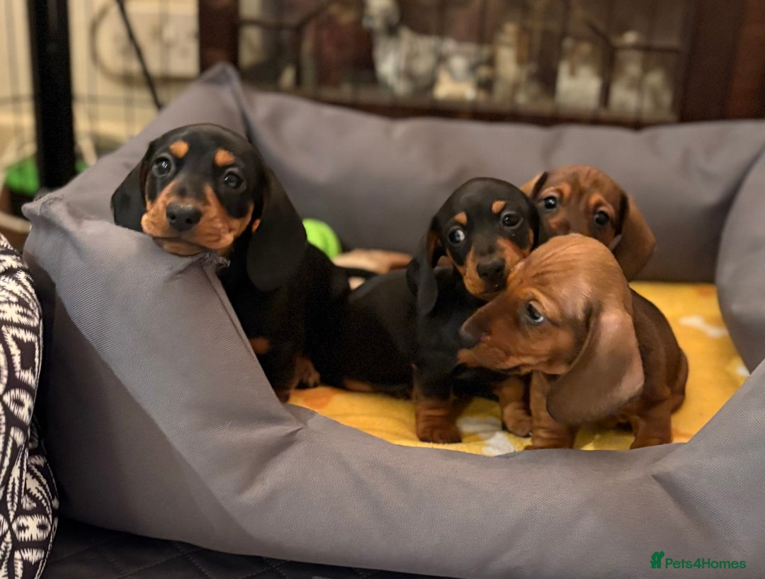Miniature Dachshund dogs for sale: Vanitonia Miniature Smooth Dachshunds   - Advert 18