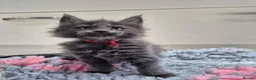 Maine Coon cats for sale: Active registered blue girl - Advert 2