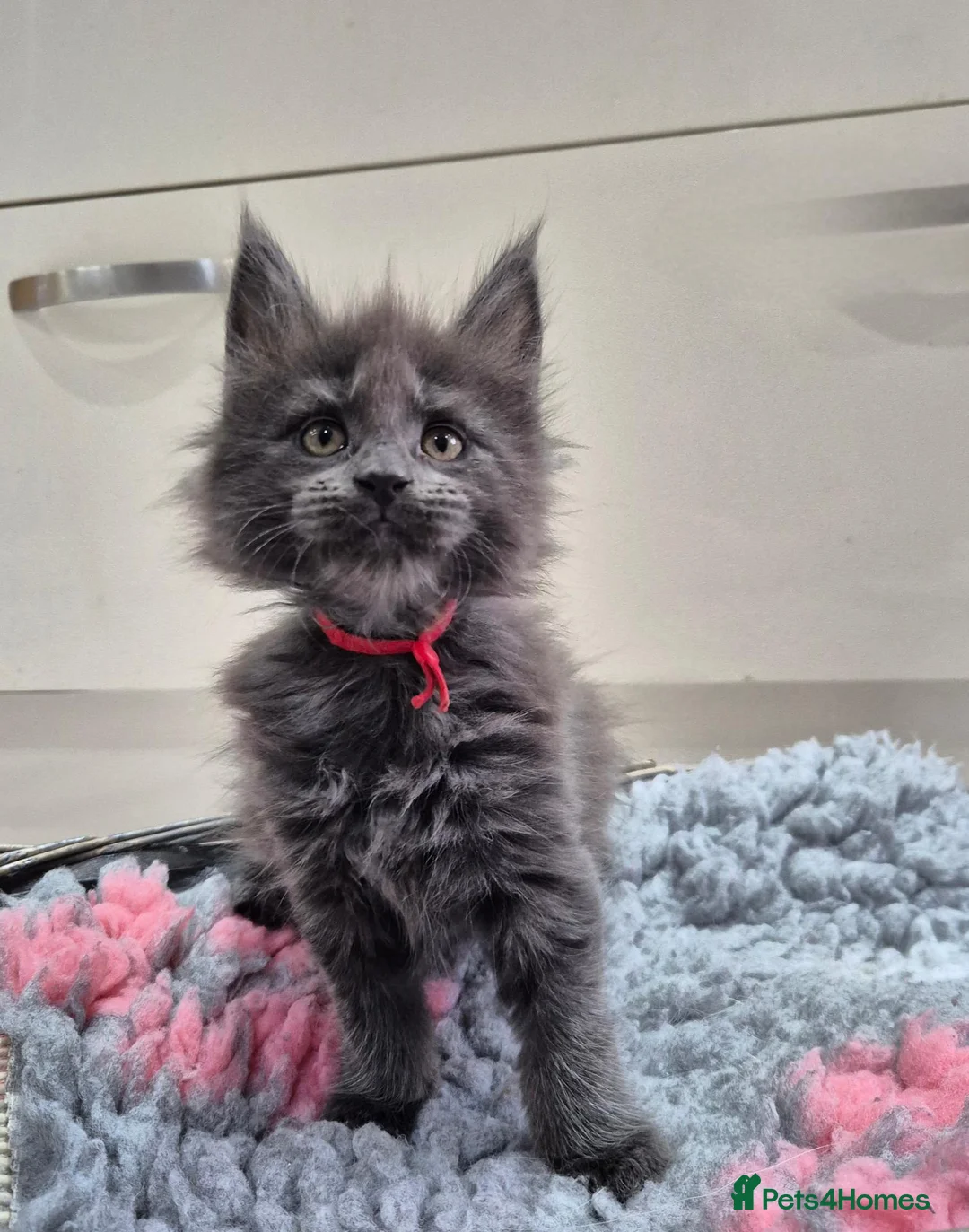 Maine Coon cats for sale: Active registered blue girl - Advert 2