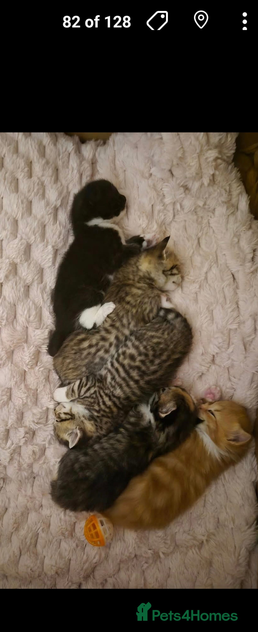 Mixed Breed cats Gorgeous kittens i have both parents - Advert 8