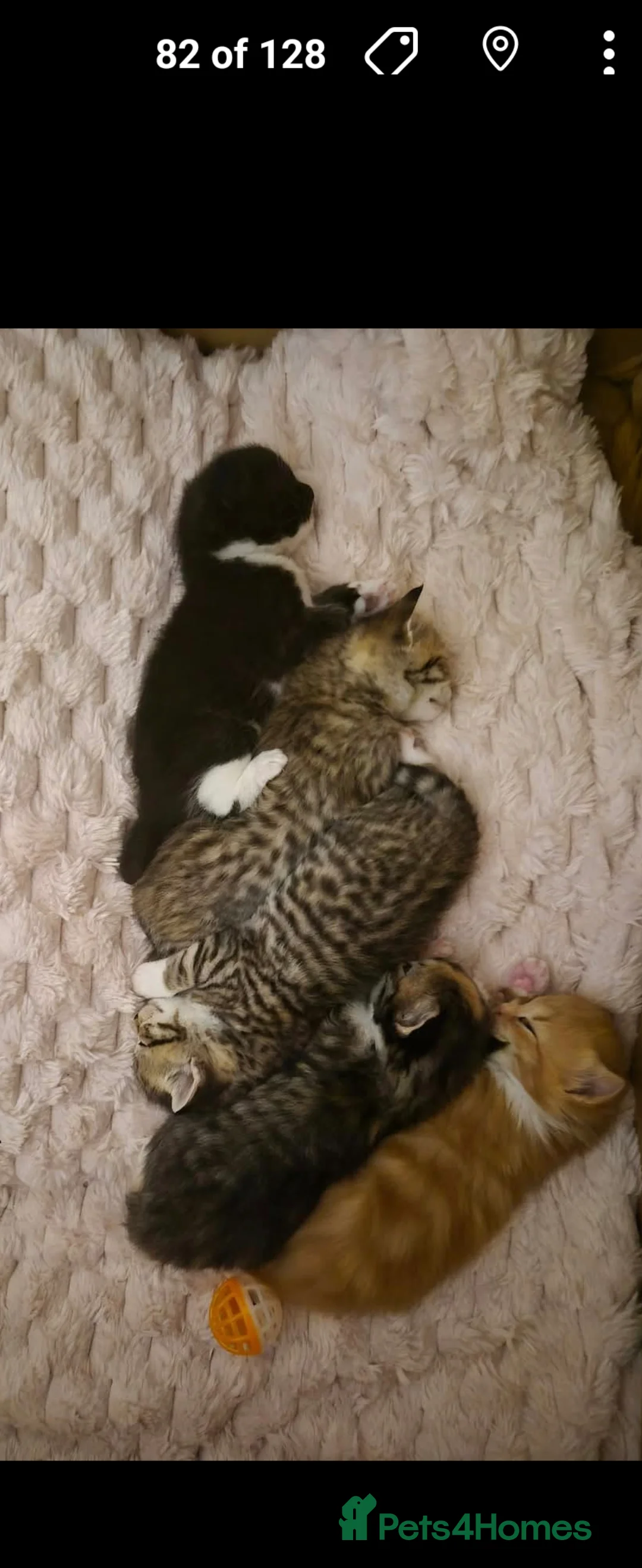 Mixed Breed cats for sale: Gorgeous kittens i have both parents - Advert 2