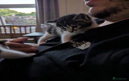 British Shorthair cats for sale: 2 beautiful white and tabby kittens  - Image 5