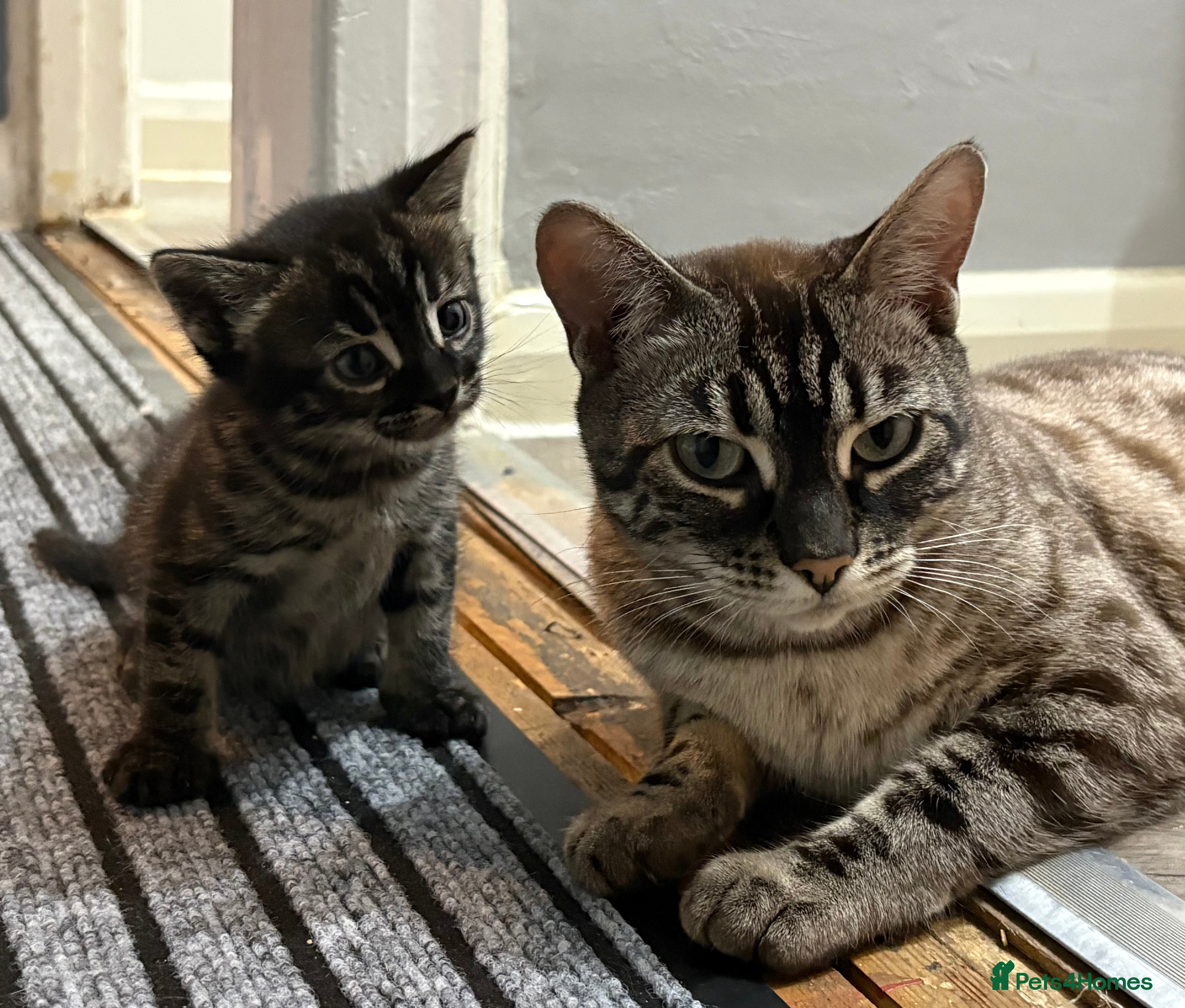 Bengal cats Half bengal black Smokey girl  - Advert 12