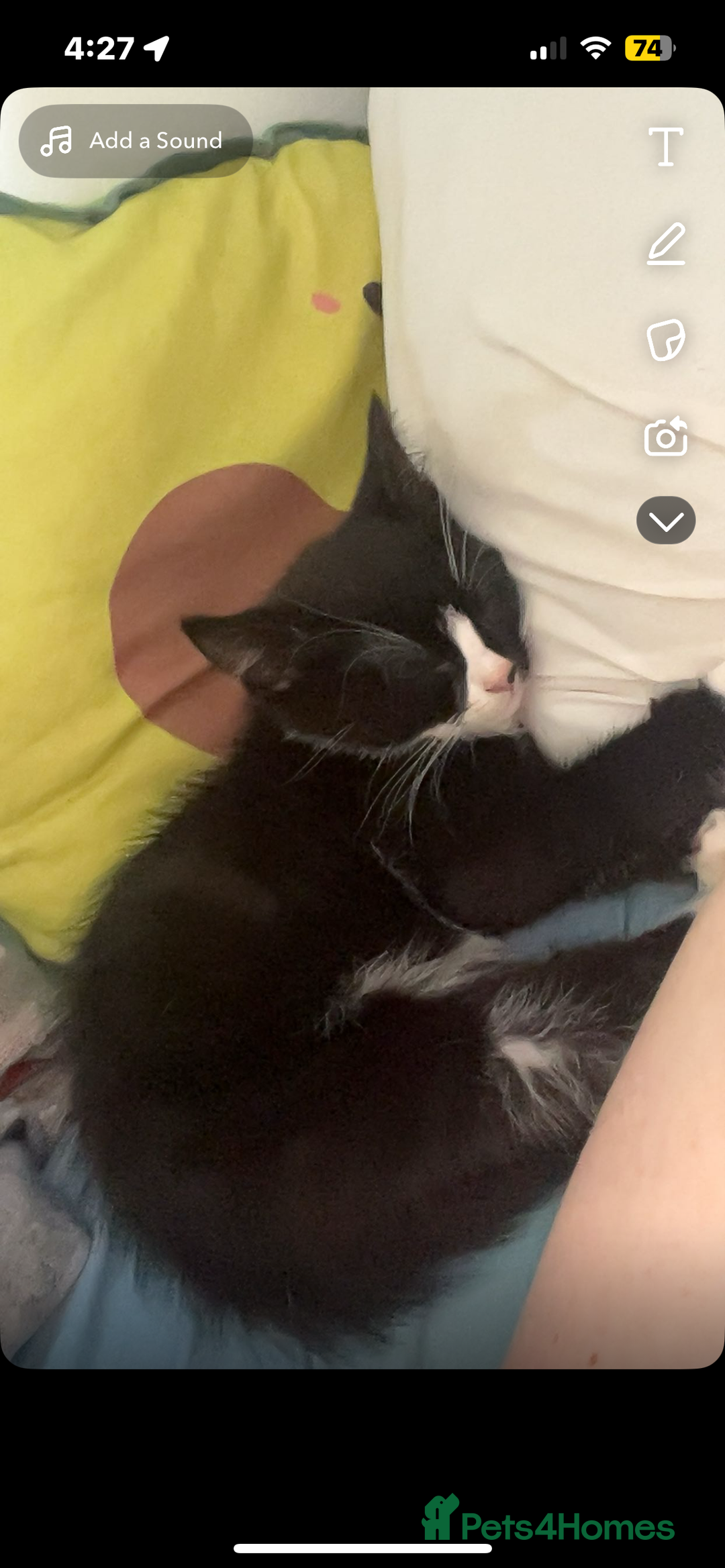 Mixed Breed cats for sale: 2 Female Kitten, must go together - Image 3
