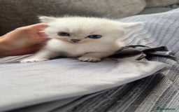 Persian cats for sale: Beautiful British shorthair silver tip mix breed - Image 8